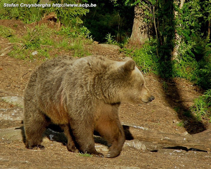 Brown bear  Stefan Cruysberghs